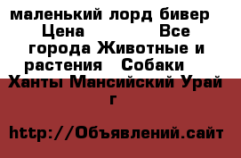 маленький лорд бивер › Цена ­ 10 000 - Все города Животные и растения » Собаки   . Ханты-Мансийский,Урай г.